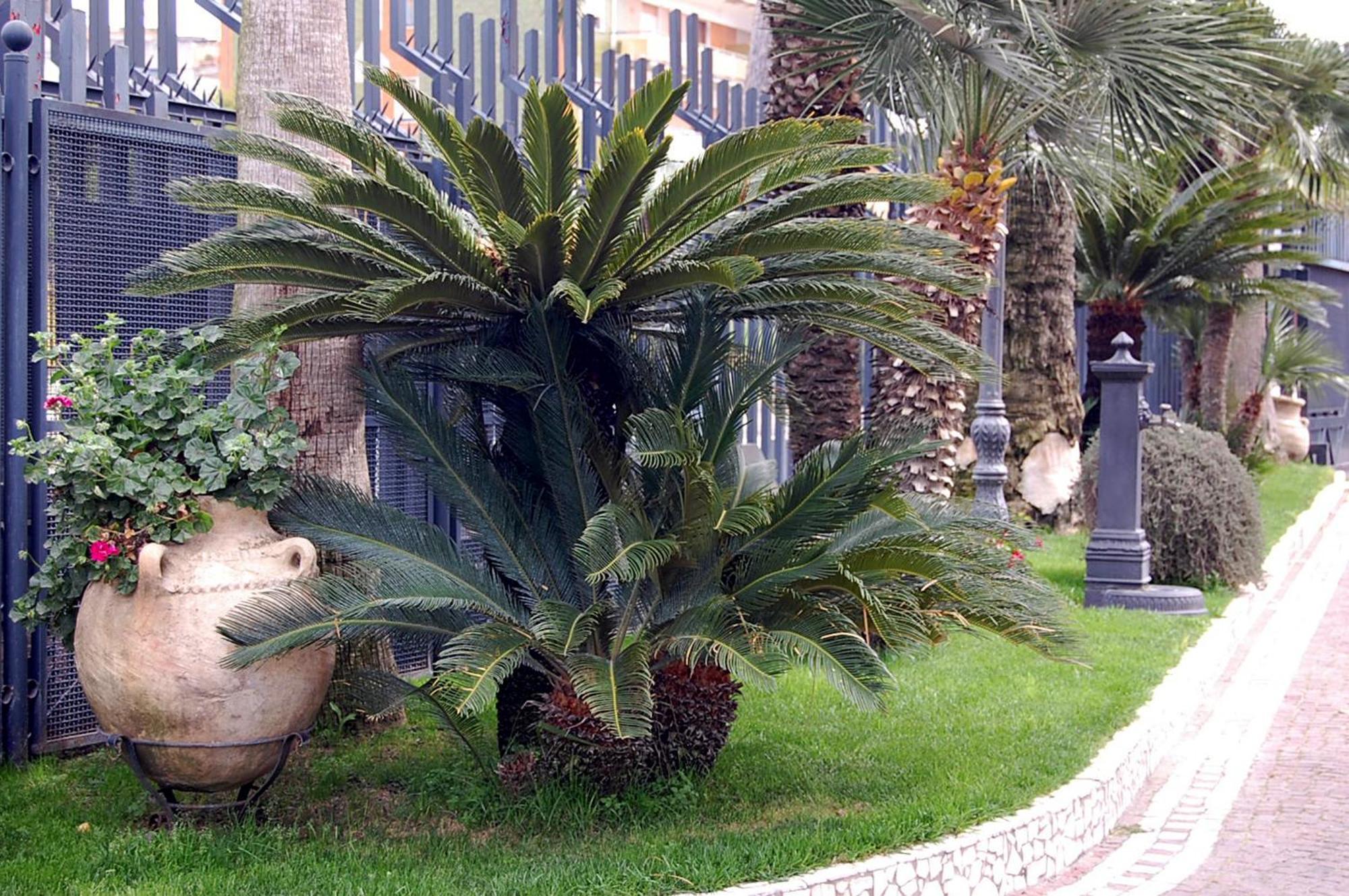 Hotel Hotel Ristorante Donato